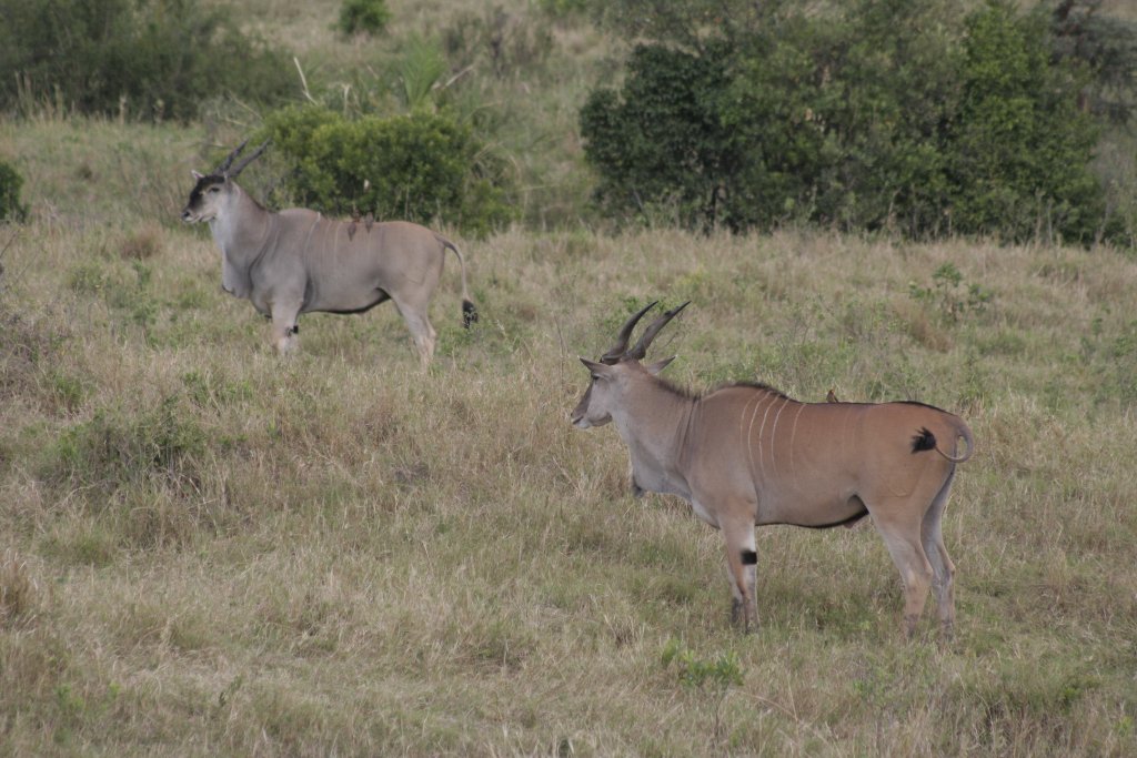 22-Spiesbok or oryx.jpg - Spiesbok or oryx